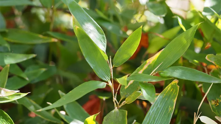 Ruscus Bamboo Tree