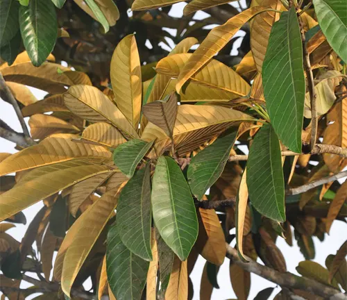 Palaquium philippense leaves with a mix of green and golden-brown foliage.