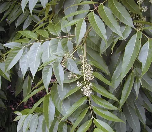 Kalantas tree branch with pinnate leaves and clusters of small white flowers.