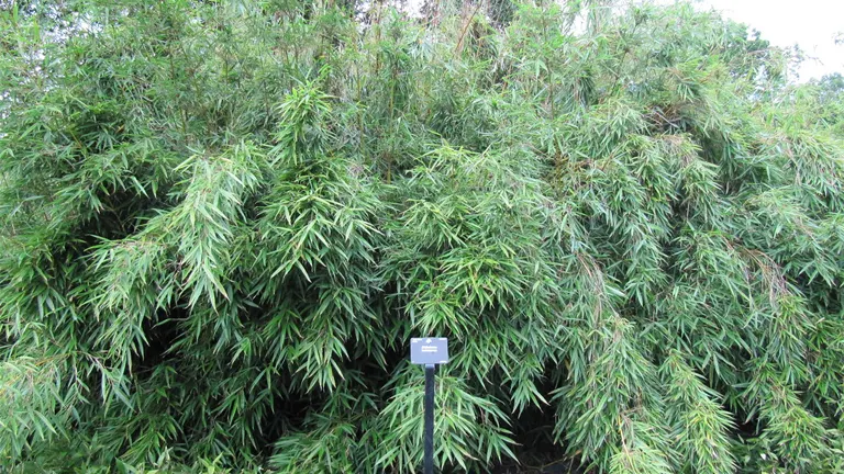 Dense cluster of lush, green Ruscus Bamboo Tree (Shibataea kumasaca) with narrow, lance-shaped leaves.