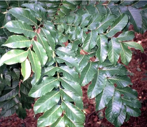 Kalantas tree with glossy, dark green pinnate leaves.