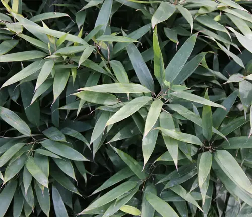 Close-up of lush green leaves of Shibataea chinensis, with narrow, lance-shaped foliage.