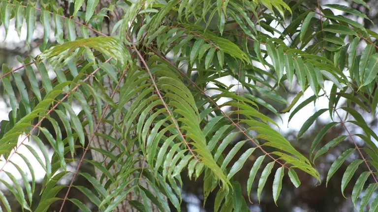 Kalantas tree branch with long, slender, green pinnate leaves.