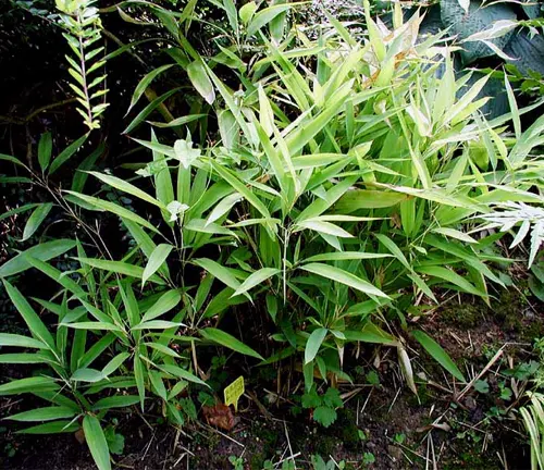 Cluster of Shibataea lancifolia with bright green, lance-shaped leaves growing close to the ground.