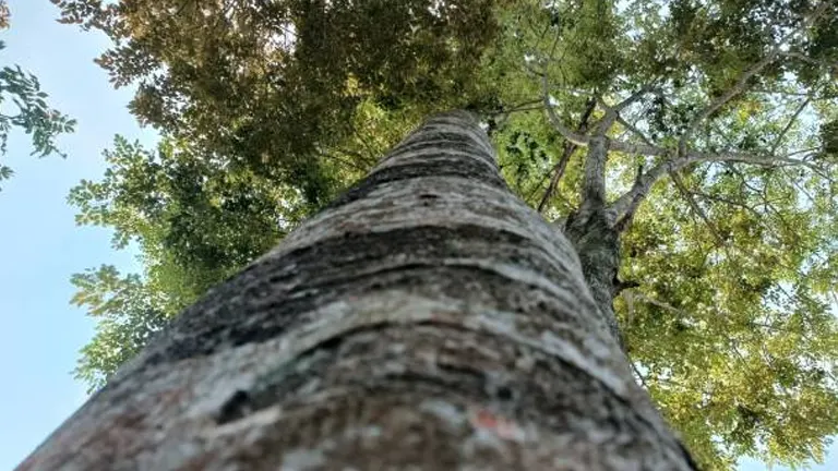 Upward view of a tall Kalantas tree trunk with rough bark and a leafy canopy.