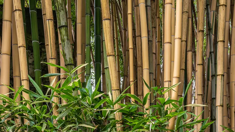 Tall bamboo stalks with green foliage of Ruscus Bamboo Tree in the foreground.