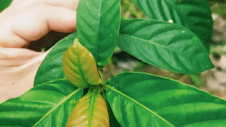 Close-up of green Lisak Tree leaves with two yellowing leaves at the tip.