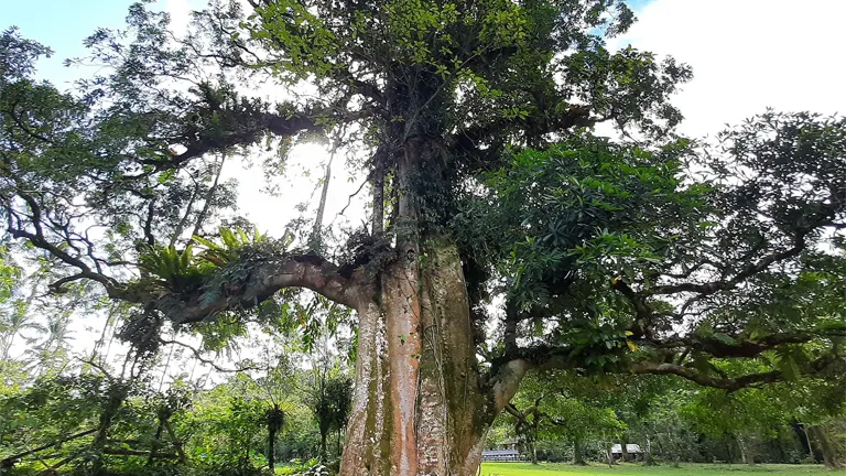 Large Dita Tree (Alstonia scholaris) with thick trunk and dense green foliage in a lush park setting.