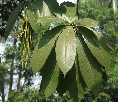 Cluster of large, glossy leaves of Alstonia macrophylla (Hard Alstonia) in sunlight.