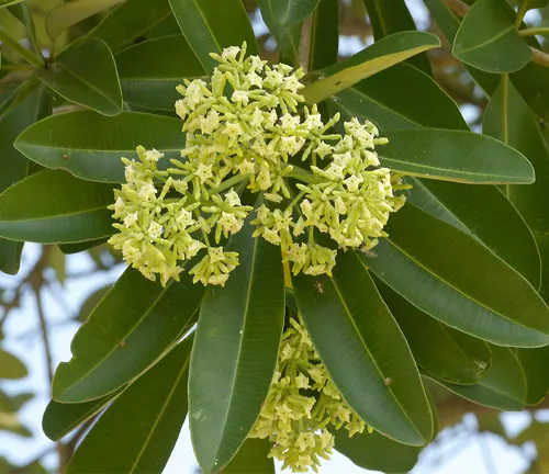 Cluster of pale yellow flowers and elongated leaves of Alstonia angustiloba (White Cheesewood).