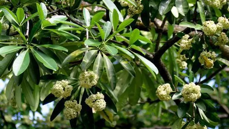 Dita Tree (Alstonia scholaris)