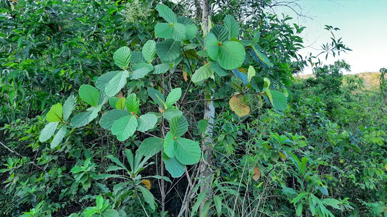 Wisak Tree with broad green leaves in a forest setting.