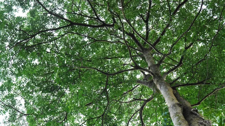 Upward view of the canopy and branches of a Dita Tree (Alstonia scholaris) with dense green foliage.