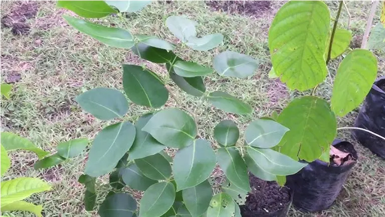 Young Wisak Pendula sapling with broad green leaves in a garden.