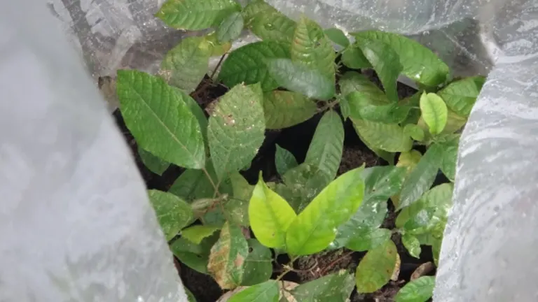 Young Philippine Liptong Tree saplings in a protective enclosure.