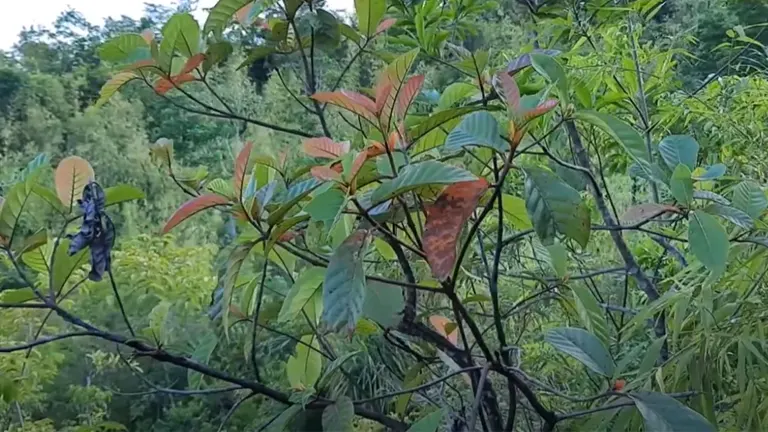 Wisak Pendula tree with green and reddish leaves in a forested area.