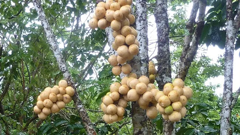 Clusters of lanzones fruit growing on the trunk of a Philippine Lanzones Tree.