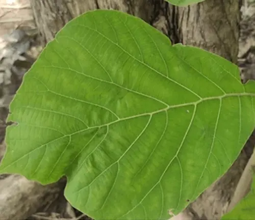 Close-up of a large green Wisak Grandis leaf with visible veins.