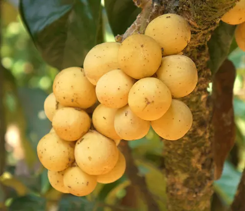 Close-up of duku fruits (Lansium domesticum var. duku) growing on a tree branch.