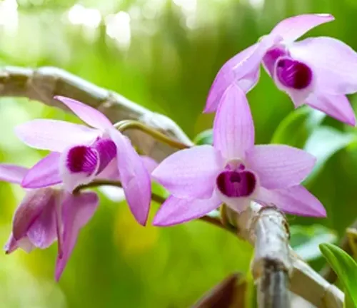 Pink Wisak Minor flowers with purple centers on a branch.