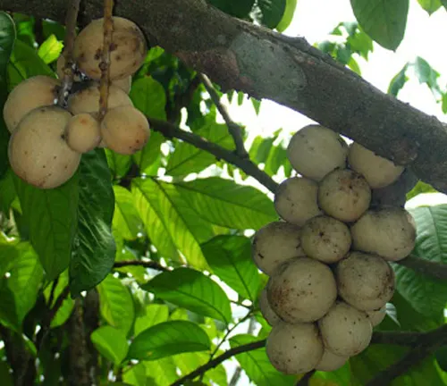 Langsat fruits (Lansium domesticum var. langsat) growing in clusters on a tree branch.