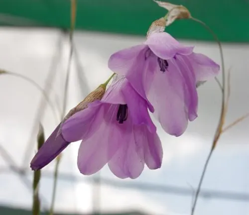 Two purple Wisak Pendula flowers hanging from a stem.