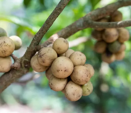 Duku-langsat fruits (Lansium domesticum var. duku-langsat) clustered on a tree branch.