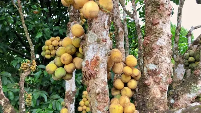 Clusters of lanzones fruit growing on the trunks of a Philippine Lanzones Tree.