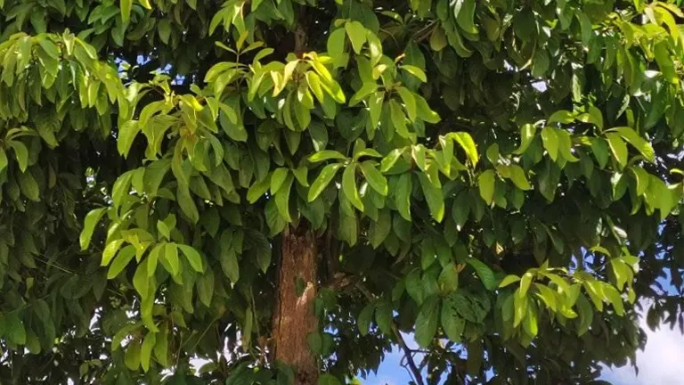 Close-up of Sablot Tree showing green, broad leaves and a sturdy brown trunk.