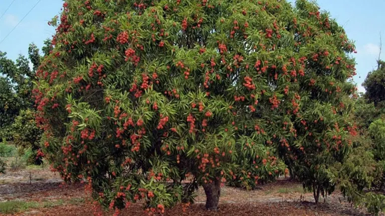 Philippine Rambutan Tree with lush green foliage and red fruit clusters