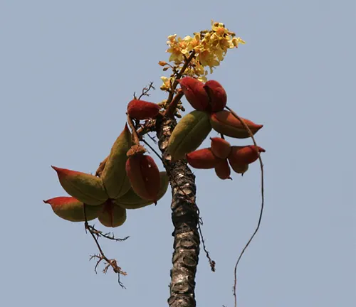 Sterculia Villosa tree with yellow flowers and red, pod-like fruits against a clear sky.