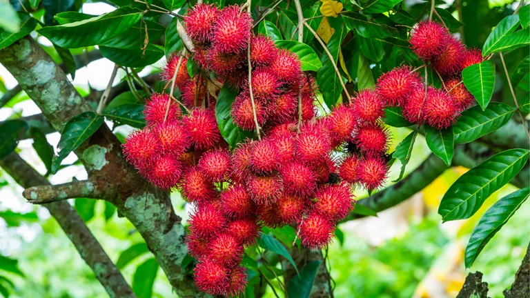 Rambutan Tree