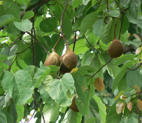 Sterculia Alata tree with large green leaves and brown, pod-like fruits hanging from branches.