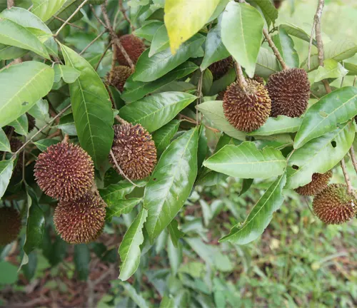 Close-up of Nephelium Ramboutan-Ake (Pulasan) branches with ripening brown rambutan fruit