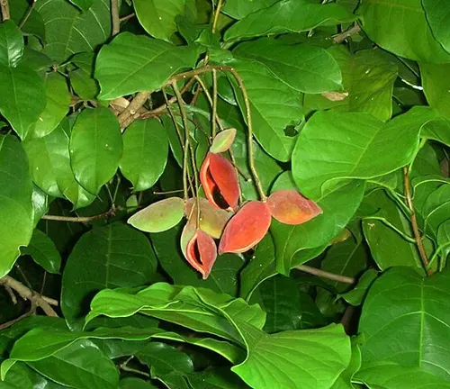 Sterculia Monosperma tree with vibrant red seed pods and large green leaves.