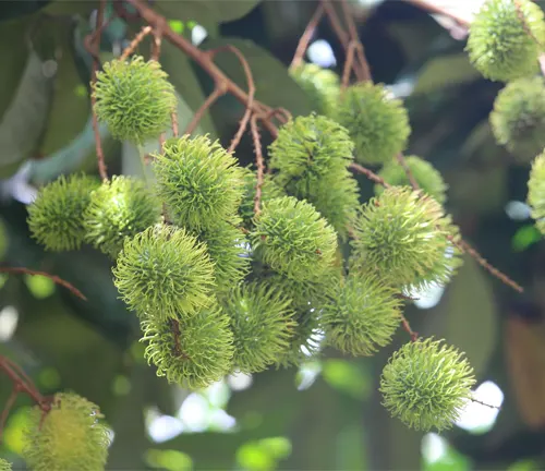 Clusters of unripe green Nephelium lappaceum var. albopulpa fruit