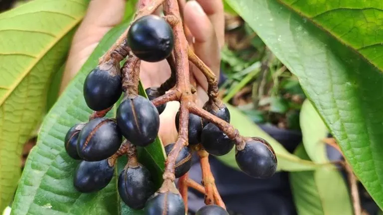 Sablot Tree with dark oval-shaped seeds clustered on a branch, surrounded by large green leaves.