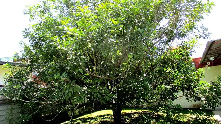 Mature Philippine Rambutan Tree with dense green foliage