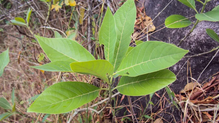 Young Sablot Tree with bright green, elongated leaves growing in a natural setting.