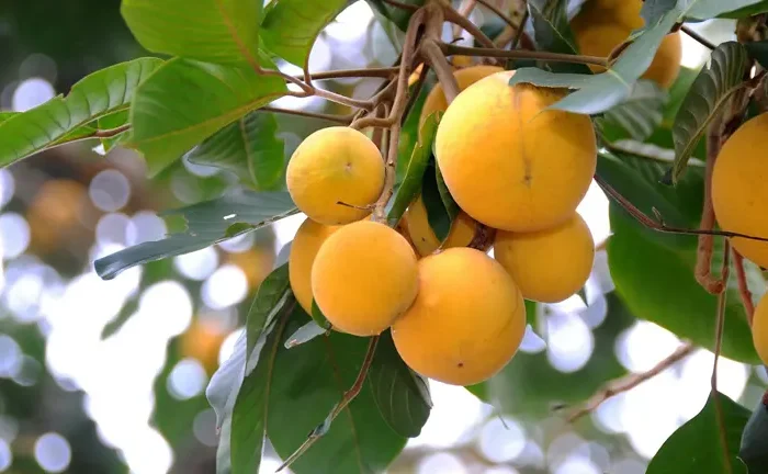 Philippine Santol Tree