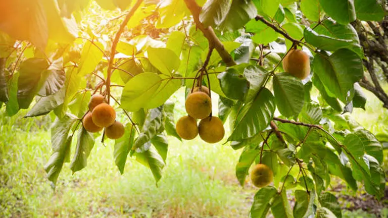 Philippine Santol tree with ripe yellow fruits hanging among green leaves.