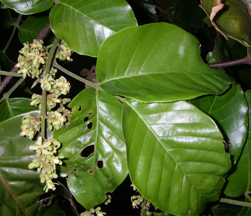 Sandoricum koetjape var. indicum leaves and flower buds.