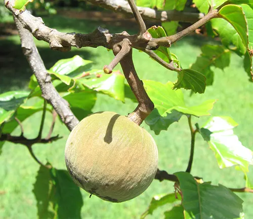 Ripe Sandoricum koetjape var. javanense fruit with surrounding leaves and buds.