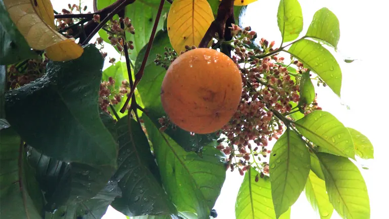 Ripe fruit on Philippine Santol tree with green leaves and buds.