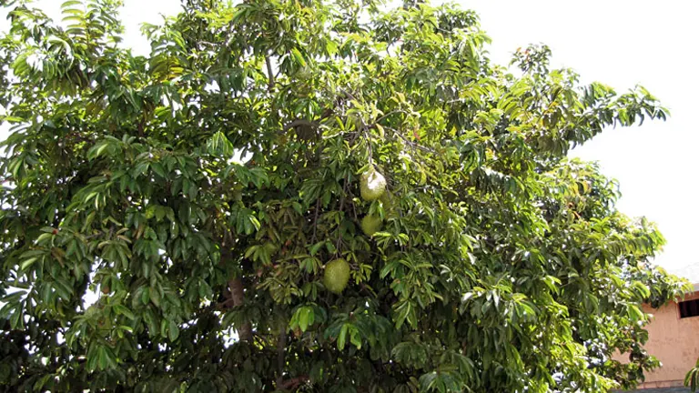 Philippine Guyabano tree with green fruits hanging among dense leaves.