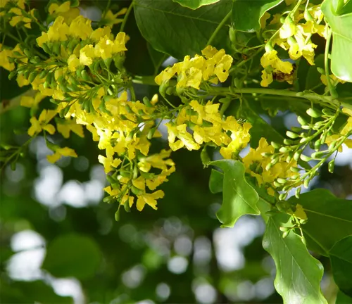 Close-up of bright yellow flowers on a Pterocarpus indicus (Narra) tree with green leaves.