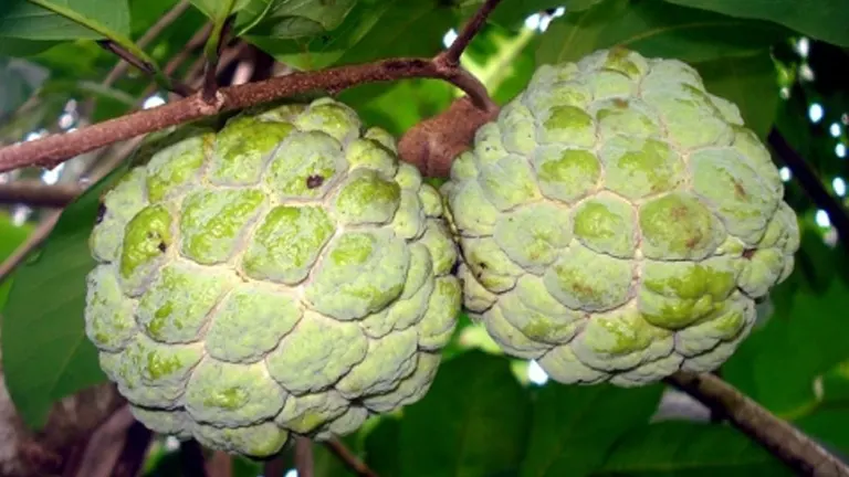 Close-up of two green Annona squamosa (sugar apples) on a branch.