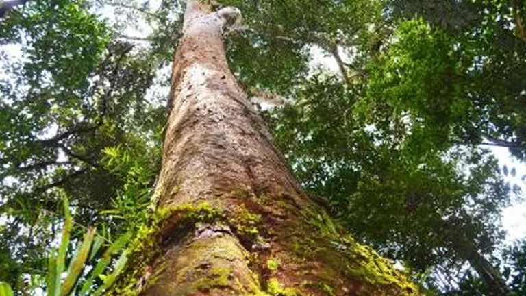 Tall Almaciga Tree trunk covered in moss, reaching up through dense tropical forest canopy.