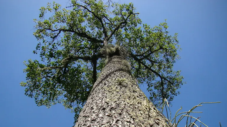 Looking up at a tall Banuyo tree with rough bark and leafy branches against a clear blue sky.