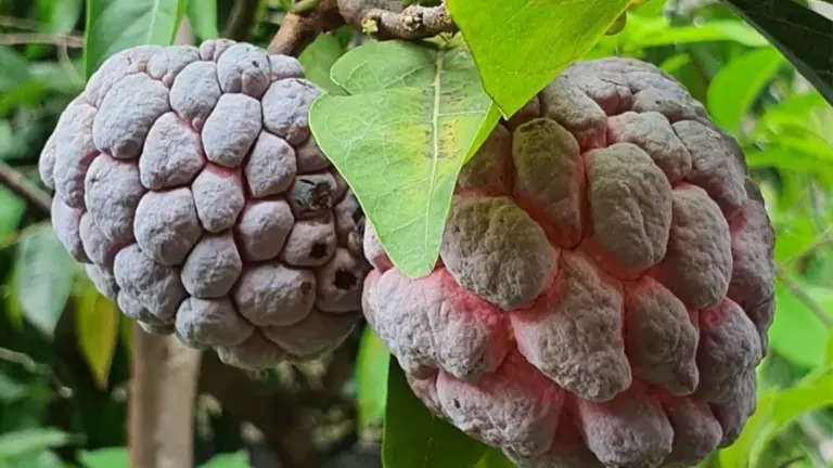 Close-up of two Annona reticulata (custard apples) with pinkish skin.